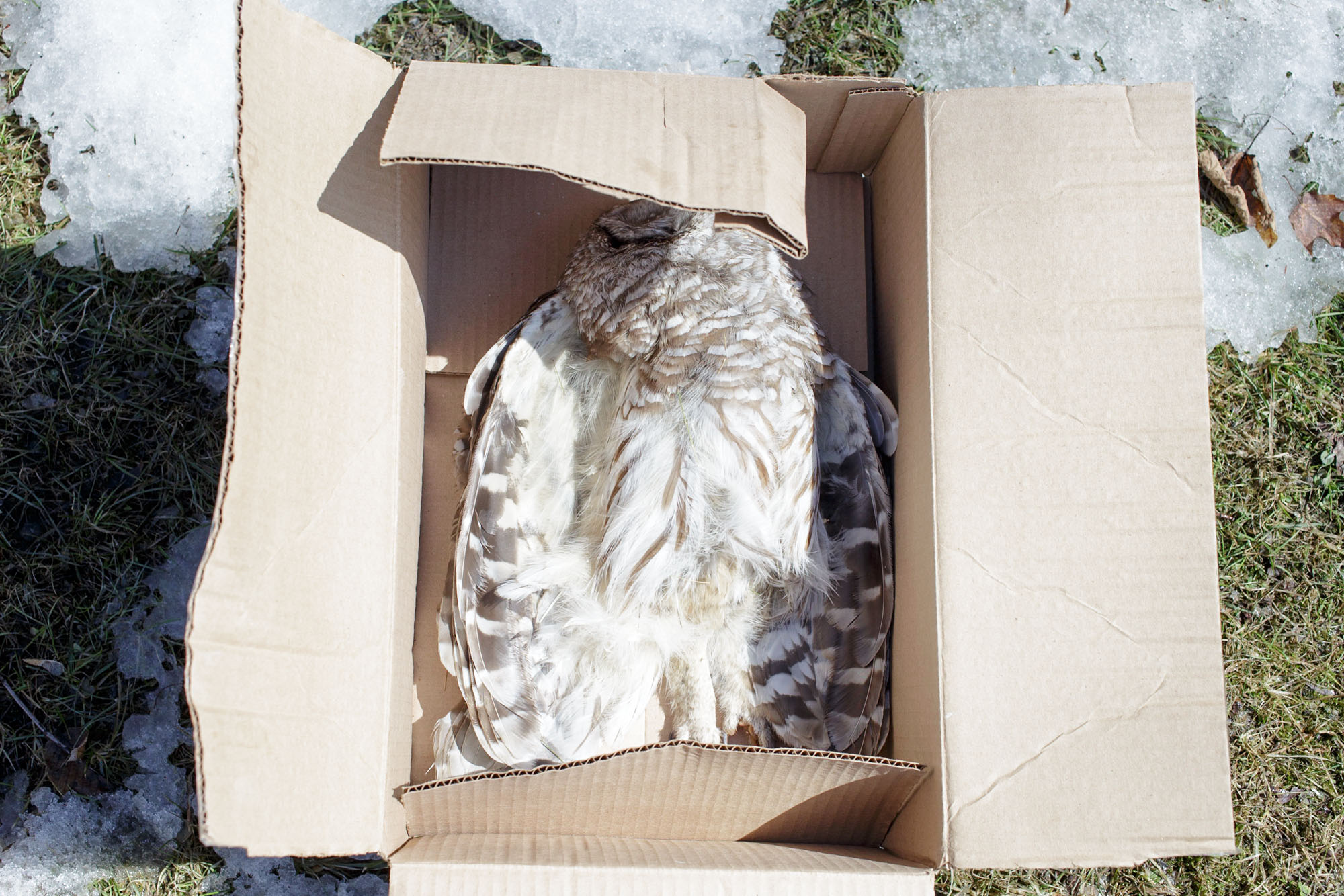 Dead Owl in a Box