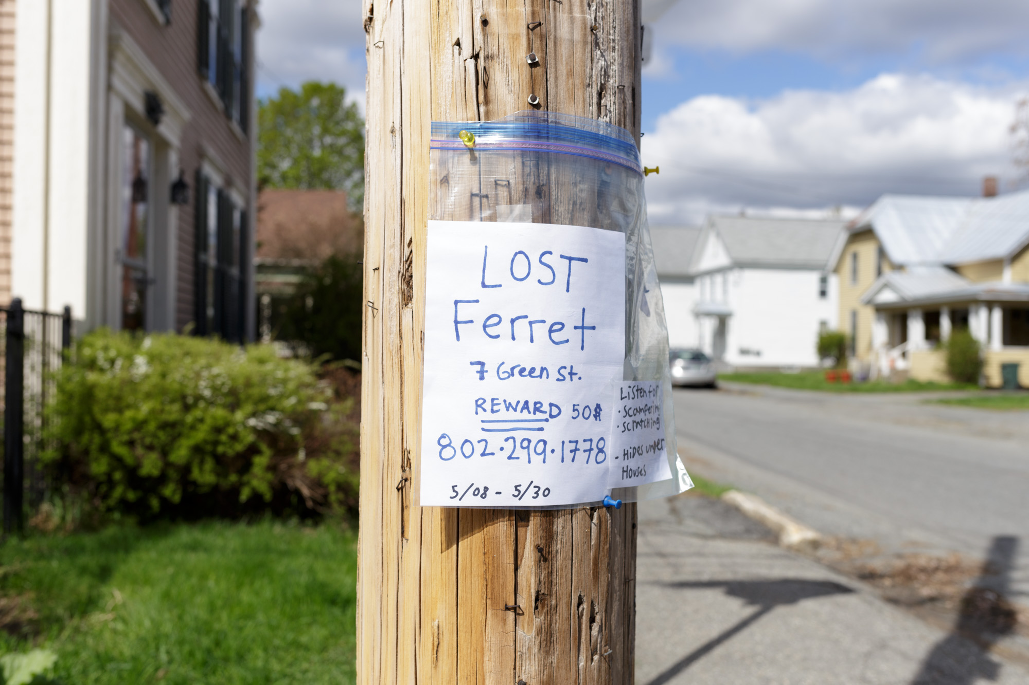 Lost Ferret