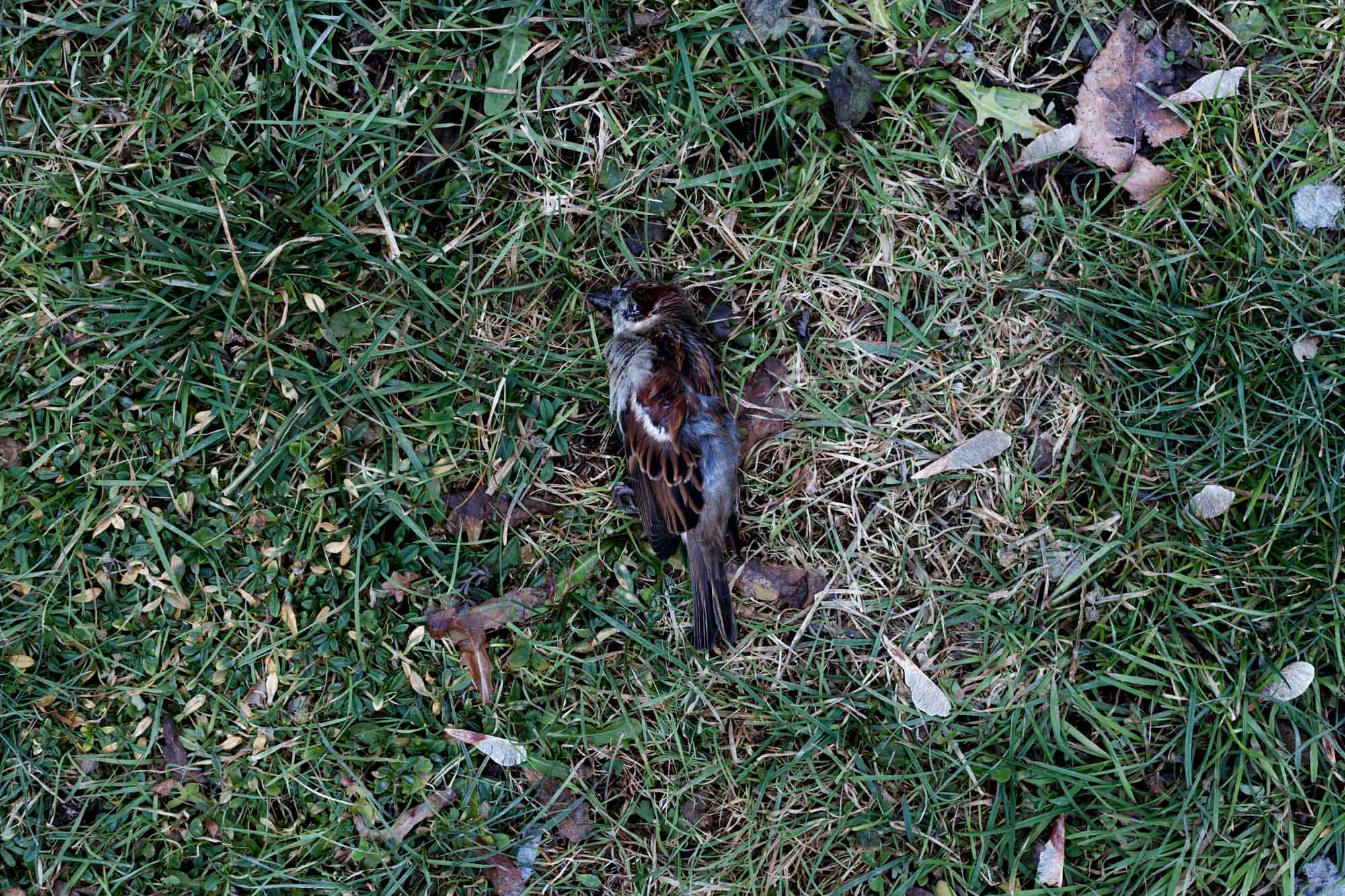 Dead Bird in Grass