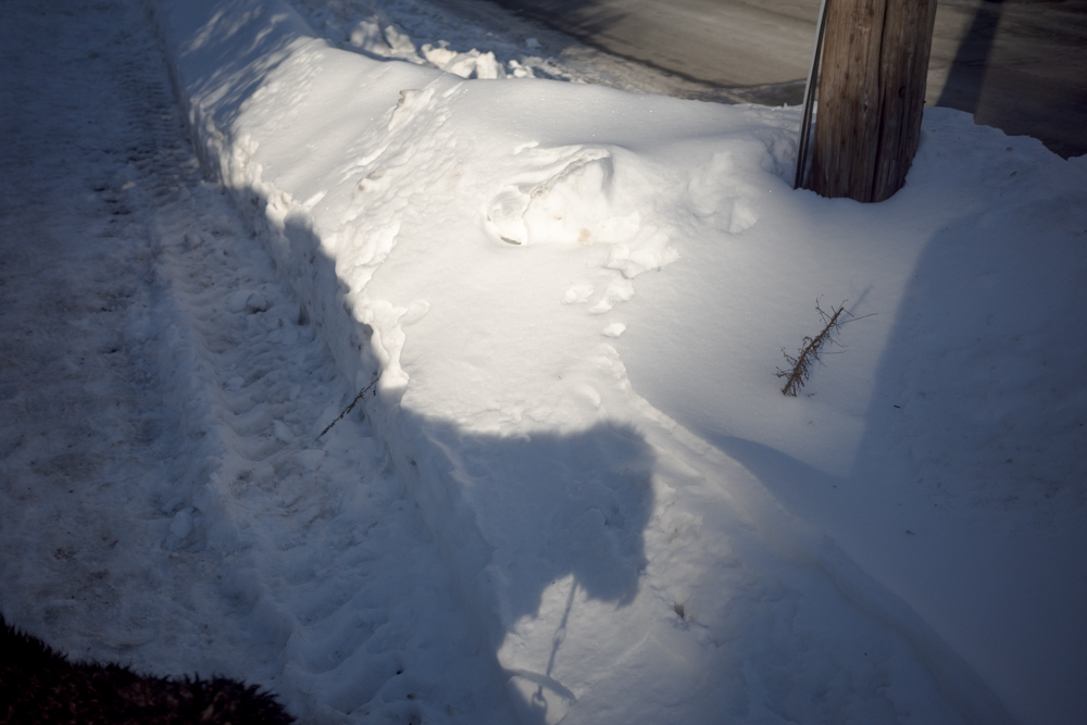 Shadow of a Dog