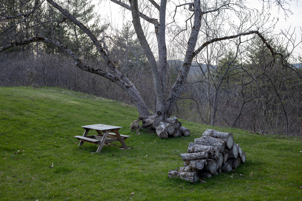 Tree, Wood Pile, and Table