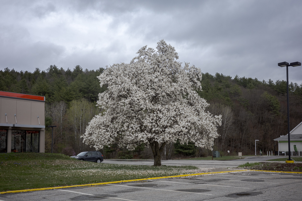 White April Tree