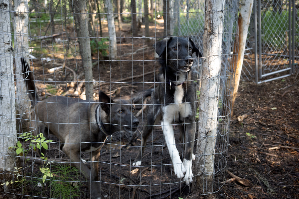 Sled Dogs