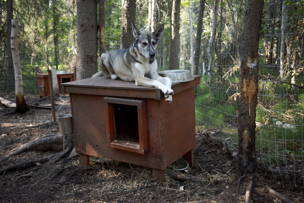 Sled Dogs