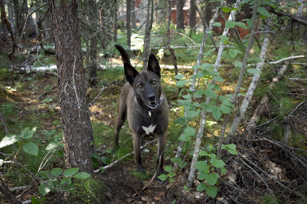 Sled Dogs