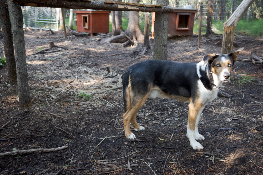 Sled Dogs
