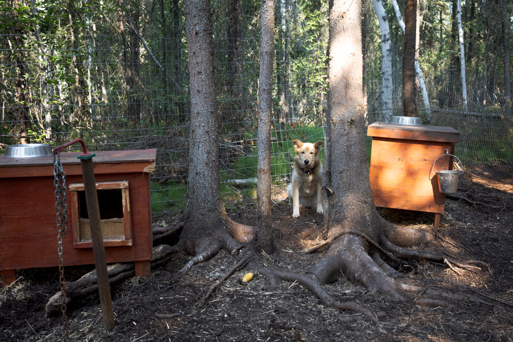 Sled Dogs