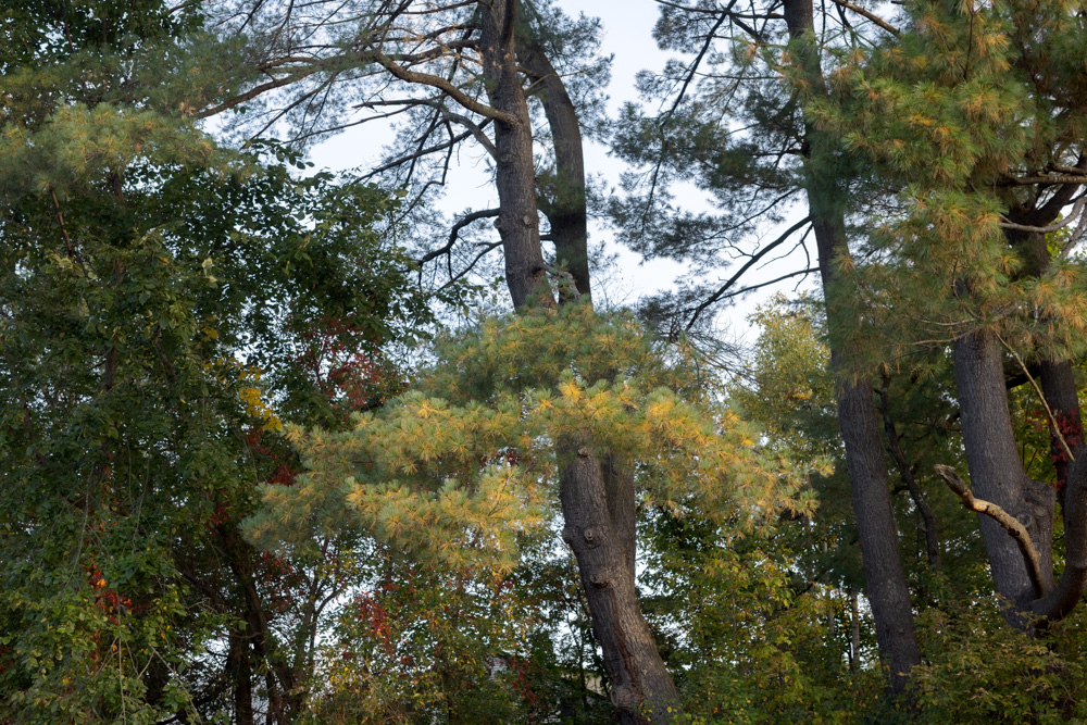 Pine Tree, Autumn Light