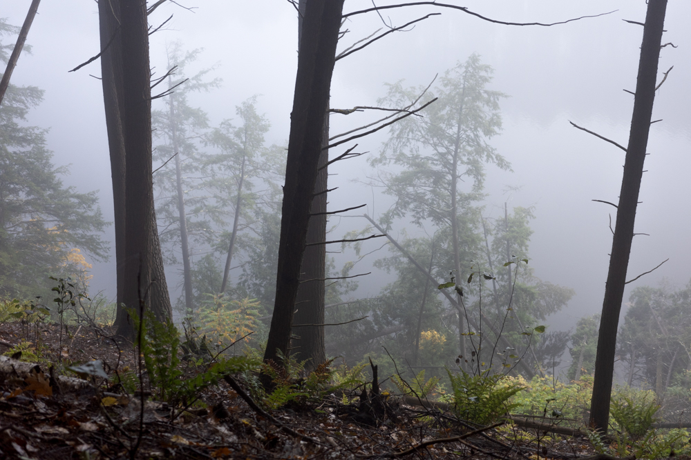 Fog, Trees by the River #1