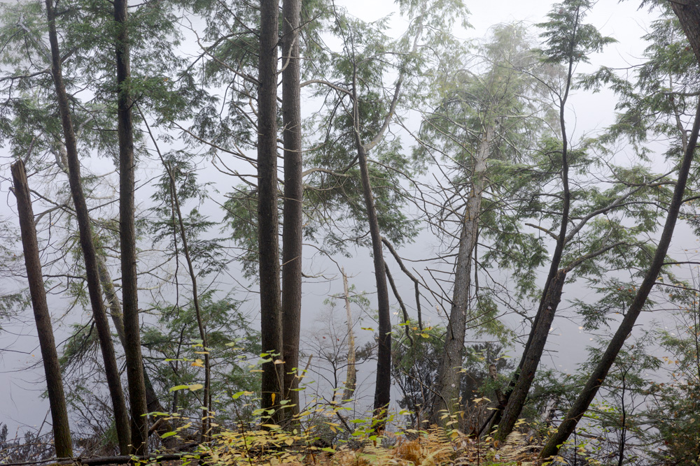 Fog, Trees by the River #3