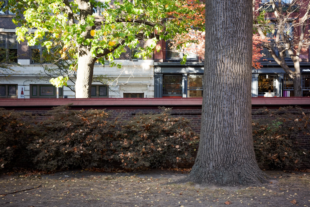 Philadelphia Trees