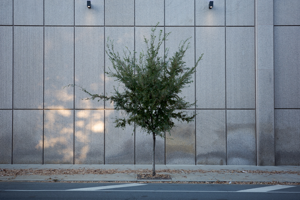 Philadelphia Tree and Light